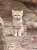寒いのでぬくぬくして下さいね #スナネコのうた #ジャミール　#野生ネコ #那須どうぶつ王国