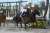 #チャンピオンズカップ 1着はジュンライトボルト。本日JRA中京競馬場で行われた第23回チャンピオンズカップ(GI)は、石川裕紀人騎手(JRA)騎乗で3番人気のジュンライトボルト(牡5･JRA･友道康夫厩舎)が制しました。クビ差の2着にクラウンプライド、3着はハピが入りました。