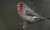 Brilliant finch!  #birdphotography #BirdTwitter #birdwatching #birding #birds #wildlifephotography #NaturePhotography #NatureBeauty #TwitterNaturePhotography #nature #naturelovers #TwitterNatureCommunity