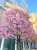 今日は何の日津田沼PARCO最終日 ビスケットの日 ポケモン赤緑発売日  治そうと代々木の耳鼻咽喉科受診 『治したかったら喋らないで 喋ってると森進一になっちゃうよ』という診断 #河津桜　#猫　#キリトリセカイ  治る兆しが見えて希望が出たにゃ