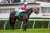 【写真おかわり】 #ミスニューヨーク #ミルコ・デムーロ #ターコイズステークス 撮影：下野雄規