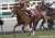 【#東京大賞典】 オルフェーヴル産駒は5頭目のG1級優勝馬誕生。  ラッキーライラック：大阪杯などG1・4勝 エポカドーロ：皐月賞 マルシュロレーヌ：BCディスタフ ショウナンナデシコ：かしわ記念 ウシュバテソーロ：東京大賞典&larr;new!