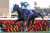 有馬記念&rarr;キタサンブラック産駒イクイノックス ホープフルステークス&rarr;サトノダイヤモンドの甥ドゥラエレーデ 撮影：下野雄規  なるほど。