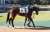 【#桜花賞 優先出走権】 \u25c6チューリップ賞 モズメイメイ コナコースト ペリファーニア  \u25c6フィリーズレビュー シングザットソング ムーンプローブ ジューンオレンジ  \u25c6アネモネS トーセンローリエ コンクシェル