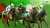 【今週の重賞特集\u2463】 この条件なればこそ、実力を見せる絶好機 #ドバイターフ   砂のスピードスターたちが放つ黄金の輝き #ドバイゴールデンシャヒーン