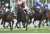 阪神9R 松籟S 4歳上3勝 #ゼーゲン #鮫島克駿 父ディープインパクト 母ソベラニア 美浦・堀宣行厩舎所属。中山記念制したヒシイグアスと3週連続で併せた調教パートナー。  阪神10R マーガレットS 3歳L #ビッグシーザー #幸英明 父ビッグアーサー 母アンナペレンナ 2着ブーケファロスと同産駒ワンツー。