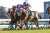 中山9R 黒松賞 #ブーケファロス #菅原明良 父ビッグアーサー 母クラウンデュミナス 母父ダンディコマンドはJRA特別戦初勝利  中山10R アクアラインS #カイアワセ #丸山元気 父アイルハヴアナザー 母フローラルパレス 祖母フラワーパーク 撮影：下野雄規