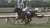 まもなく！【美の壺】#人と共に在る_馬 「走る芸術品」タイトルホルダー　その美の秘密とは！？ #サラブレッド　#タイトルホルダー　#役馬　#大河ドラマ #北斗の拳・黒王号　#遠野の馬搬　#沖縄・与那国馬  今夜7:30～ BSプレミアム・BS４K