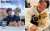 \u2605掲載しました\u2605  【犬とわたし】素顔の #DeNA #東克樹＆#上茶谷大河 家族愛をたっぷりと #三浦大輔 監督も #baystars