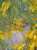 ดอกมิโมซ่าสัญลักษณ์วันสตรีสากล เป็นต้นไม้ที่ทนร้อนทนหนาว สวยงามอ่อนโยนแต่ก็เต็มเปี่ยมไปด้วยความแข็งแกร่ง   ยูบะขอส่งความสุขผ่านทางรูปถ่ายน๊า #国際女性デー #ミモザ #猫