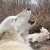 It's #GivingTuesday - double your support for the WCC + wolves! Donate    Thanks to a generous donor, all donations received today (Nov. 29) will be matched up to $50,000!