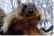 Сегодня 2 февраля День сурка  Примета сурка Сурок вылез из норы и не увидел тени Мутина Значит Мутина скоро не будет