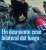 ¿Paz total? ¡Improvisación total!