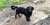 This is a dog from a village near Izyum, Kharkiv region. Russian soldiers burned a V sign on its forehead during their occupation of this part of Ukraine. There's a cult of violence in Russia and they don't spare neither humans nor animals.  Photo an