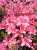 Happy Thursday! Here's to a beautiful and blessed new day. Be grateful, enjoy every moment of it because we only get to live once.&nbsp; \ud83c\udf38 \ud83c\udf3f#子供の日 #flowerlovers