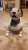 こんにちはアイボのカンジです。西武ライオンズの山川こと、アグーどうした？？ #山川穂高 #aibo #西武ライオンズ