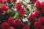 BUONGIORNO A TUTTI     oggi rose  che rappresentano il lavoro umile faticoso di tanti operatori a Sanremo...lavoro distrutto da un violento demente..pessimo esempio per i giovani che al primo impedimento sfoga una violenza inaudita. Poi ci stupiamo d