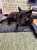 むむむ&hellip;さては国立競技場へラグビー決勝戦観へお出掛けする気だな\u2048 #甲斐犬 #クボタスピアーズ #ラグビー決勝 #国立競技場