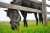 こんにちはヴェラアズールの父です #エイシンフラッシュ