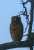 Brown Fish Owl  Pic taken by my daughter-Ananya. Loc: Ranthambore #IndiAves #BBCWildlifePOTD #ThePhotoHour #SonyAlpha #natgeoindia