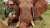 NSW Shooters, Fishers & Farmers Party Upper House MP Robert Borsak has admitted to killing 8 elephants. Why is this grub in our Parliament?  #NSWpol #NSWvotes