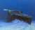 Кислород в пропавшем батискафе 'Титан' закончится в 14:10 мск. Его запасы оценила береговая охрана США. #батискаф #Titan #титаник #титан #океан