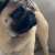How Cuter her outlook  . . #pug #pugs #pugdog #puglovers #puglife