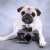 Smile please... #pug #pugs #puglife #LaborDay #Florence #StrayKidsComeback