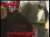 لوكاكو ديبالا لاوتارو ف مرتدة :   جماهير ميلان :