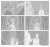a weird shadow in the lab  #owlhouse #toh #tohfanart #tohcollector #thecollector #tohbelos #emperorbelos #philipwittebane #huntertoh #storyboard