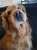 'Throw it please!' #dogsoftwitter