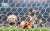 Ara&ntilde;a Mundial    Getty