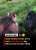 Male Gorilla grabs Girls Hair, Gets Beaten by his Female Gorilla