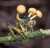 Happy Halloween from ophiocordyceps dipterigena (a parasitic fungi that grows on insects) in this case photographed in Madagascar by Danny Newman. It is said to put the ant in a &lsquo;death grip&rsquo; - pinning it into position on the leaf is optim