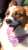 Corgis descended in their droves onto Buckingham Palace and other Royal estates yesterday for a Corgi Parade.  The pair she left behind - Muick and Sandy - are living with Prince Andrew and Sarah Ferguson, who described them as 'national treasures' w