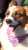 Corgis descended in their droves onto Buckingham Palace and other Royal estates yesterday for a Corgi Parade.  The pair she left behind - Muick and Sandy - are living with Prince Andrew and Sarah Ferguson, who described them as 'national treasures' w