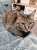 #阪神牝馬ステークス 予想！ \u25ce3ウインシャーロット \u25ef11イズジョーノキセキ \u25b28ピンハイ \u25b35ママコチャ 最後に切ったの7ルージュスティリア #競馬予想 #阪神牝馬S #最後に切る男