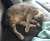 Angel taking an afternoon nap. #cats #catsofinstagram #cats_of_instagram #catstagram #catsagram