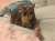 When I took this photo (Jan 7, 2019) I knew Angel had what it takes to be an IG model. \ud83e\udd29\ud83d\ude38 #cats #catsoﬁnstagram #catstagram #catsofig #catsagram #cats_of_world #catslife