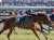 2023.02.18 #ダイヤモンドS  #ミクソロジー 西村淳也騎手
