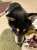 皆様今日も1日お疲れ様でした  手の傷が無くならないよ 何で？ 噛まれて &hellip;  #柴犬  #犬のいる暮らし  #タグ