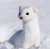 A stoat that suddenly appeared from the snow is too cute