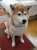 うーん。いい匂い新年早々 私も参加していいですか？ 宴会料理にクギズケ柴犬ゆず #相互ﾌｫﾛｰ #フォロバ１００  #犬好きさんと繋がりたい