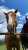 さて 今日は大井競馬場でダート国際G1 #東京大賞典 ですね発走は15:40  オルフェーヴル産駒の #ウシュバテソーロ #ショウナンナデシコ に注目。アッシュ視点では一応甥と姪なので、応援しなきゃです。  アッシュ、しばらく会えてないけど、良いお年を〜 ※冬は札幌の乗馬クラブで過ごしています