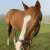 本日2つの重賞にはアッシュの甥っ子姪っ子 #オルフェーヴル産駒 が合わせて5頭出走！ みんな頑張れ〜 #根岸ステークス #ヘリオス #ギルデッドミラー #ベルダーイメル #シルクロードステークス #シャインガーネット #ショウナンバニラ 武豊騎手の通算4400勝も期待 #アッシュゴールド ※写真は秋