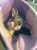 早速頂いた新しい袋に入ったミッキーくんthank you  #AnimalRescueCraftGuild