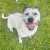 #Mondaymorning Smiles are great investments the more you collect, the better you feel. #dogsftwitter #SydSmiles