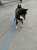 今日はWBC含めてお疲れ様でした今夜は優勝一色ですね今夜の祝杯のために富士丸とご近所散歩に行ってきますまだ青空ですね #柴犬との暮らし 　#柴犬のいる暮らし