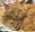 おはようございます  5月最終日 今日もよろしくお願いします  今日のトレンド #櫻坂46_Startover #月末はファンタの日   #マーベラスサンデー誕生祭2023  #あのちゃん  #伊織もえ   #シルクロード結婚  #ゆん結婚  楽天ルーム タコの部屋   #おは戦50531ms