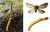 I've written a post about the secret double-life of the caterpillar fungus , Ophiocordyceps sinensis -  Being plant endophytes in the streets,   Zombifying caterpillars in the sheets.